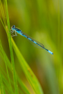 Coenagrion scitulum